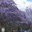 171_één van de mooiste bomen van Afrika de Jacaranda